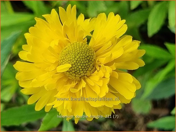 Helenium &#39;Double Trouble&#39; | Zonnekruid | Sonnenbraut