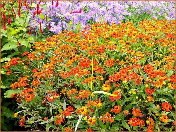Helenium &#39;Little Orange&#39; | Zonnekruid | Sonnenbraut