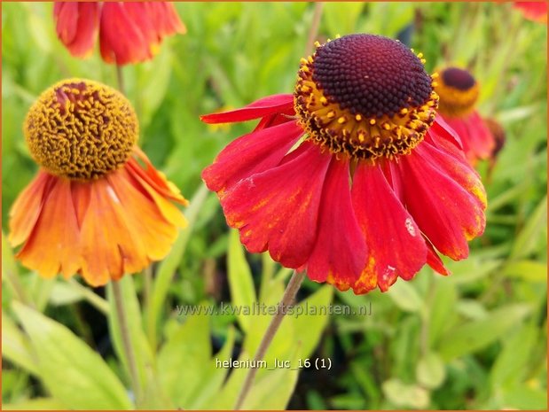 Helenium &#39;Luc&#39; | Zonnekruid | Sonnenbraut