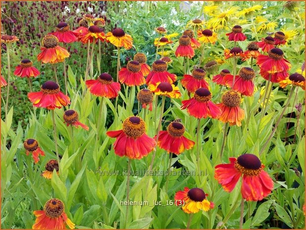 Helenium &#39;Luc&#39; | Zonnekruid | Sonnenbraut