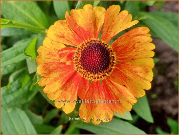 Helenium &#39;Luc&#39; | Zonnekruid | Sonnenbraut