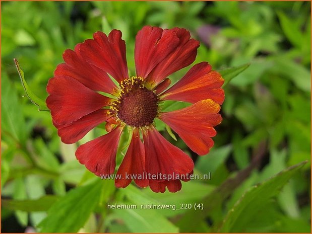 Helenium 'Rubinzwerg' | Zonnekruid | Sonnenbraut