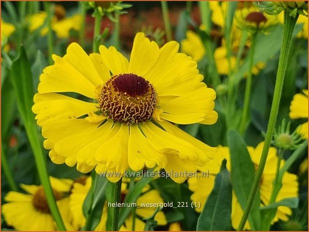 Helenium &#39;Wesergold&#39; | Zonnekruid | Sonnenbraut