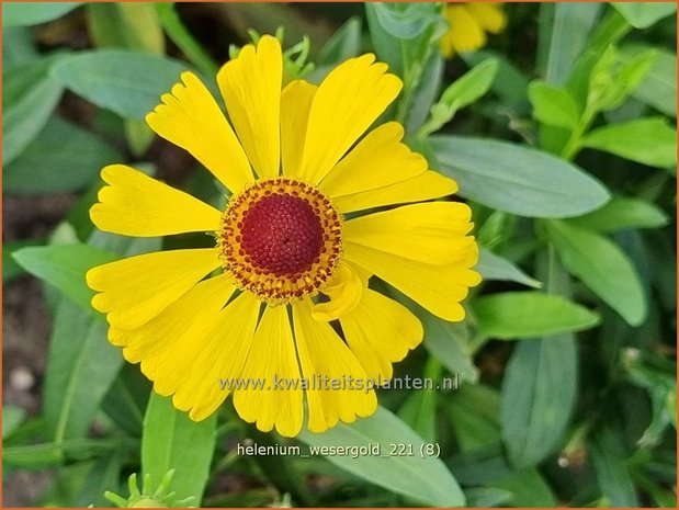 Helenium &#39;Wesergold&#39; | Zonnekruid | Sonnenbraut