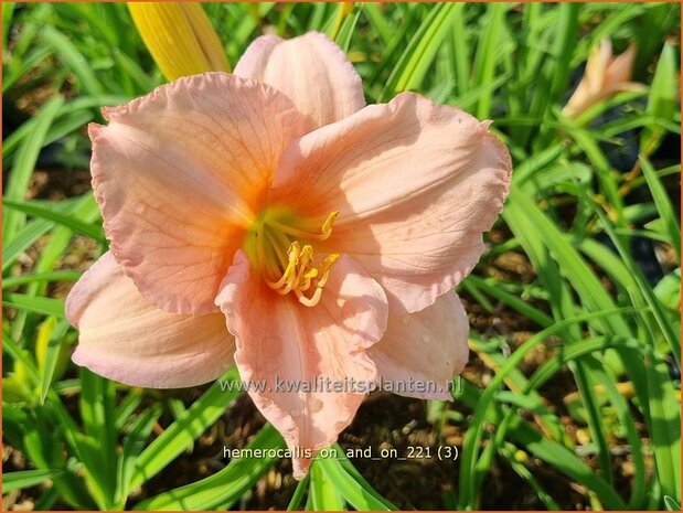 Hemerocallis &#39;On and On&#39; | Daglelie | Taglilie