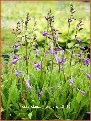 Hosta clausa var. normalis | Hosta, Hartlelie, Funkia | Ge&ouml;ffnetbl&uuml;hende Korea-Funkie