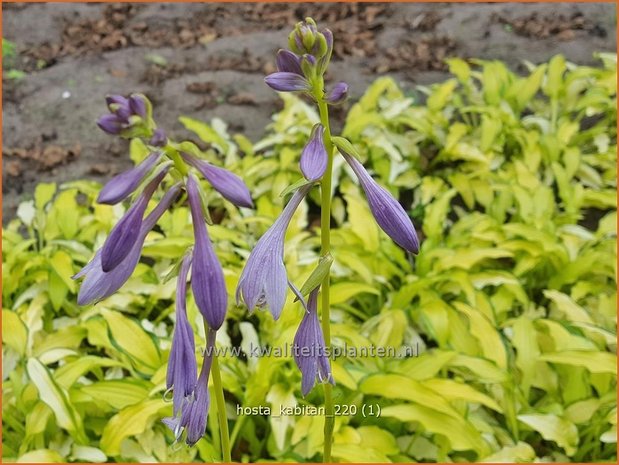 Hosta &#39;Kabitan&#39; | Hosta, Hartlelie, Funkia | Funkie