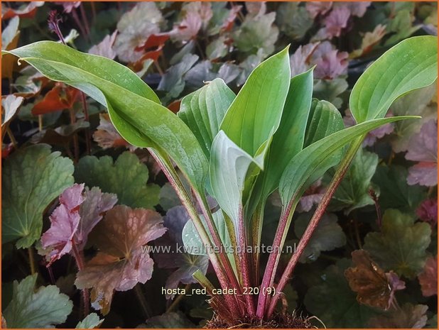 Hosta &#39;Red Cadet&#39; | Hosta, Hartlelie, Funkia | Funkie