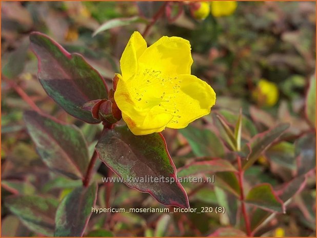 Hypericum moserianum &#39;Tricolor&#39; | Hertshooi | Hohes Johanniskraut