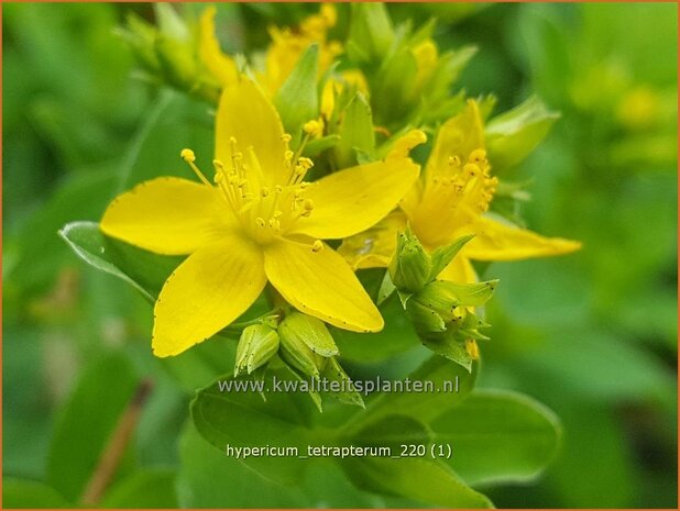 Hypericum tetrapterum | Gevleugeld hertshooi, Hertshooi | Geflügeltes Johanniskraut