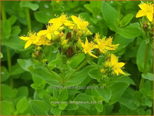 Hypericum tetrapterum | Gevleugeld hertshooi, Hertshooi | Geflügeltes Johanniskraut