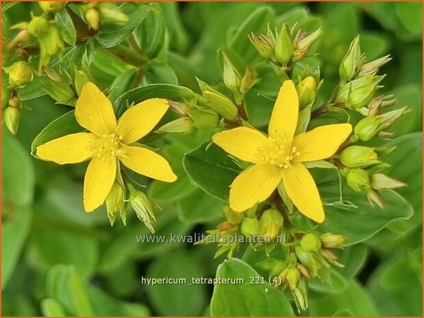 Hypericum tetrapterum | Gevleugeld hertshooi, Hertshooi | Geflügeltes Johanniskraut