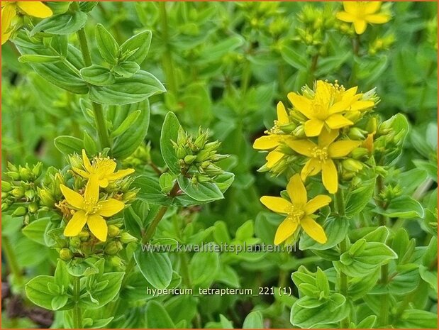 Hypericum tetrapterum | Gevleugeld hertshooi, Hertshooi | Geflügeltes Johanniskraut