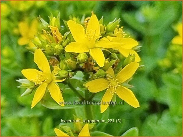 Hypericum tetrapterum | Gevleugeld hertshooi, Hertshooi | Geflügeltes Johanniskraut