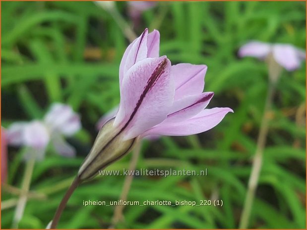 Ipheion uniflorum 'Charlotte Bishop' | Oudewijfjes, Voorjaarsster | Einblütiger Frühlingsstern | Spring Starflower