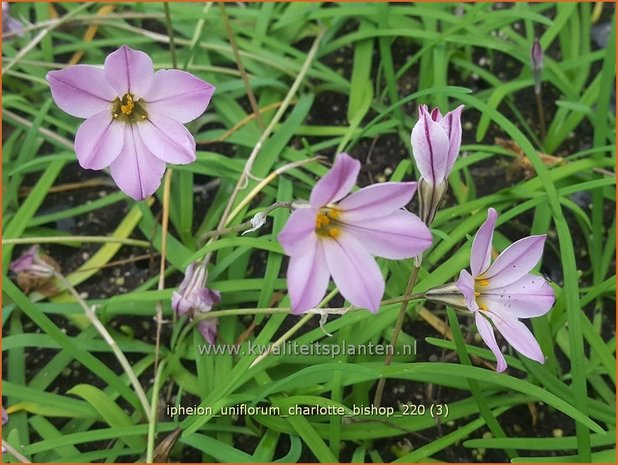 Ipheion uniflorum 'Charlotte Bishop' | Oudewijfjes, Voorjaarsster | Einblütiger Frühlingsstern | Spring Starflower