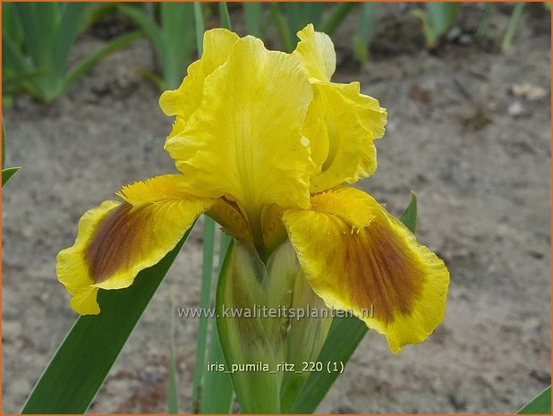 Iris pumila 'Ritz' | Dwerglis, Zwaardlelie, Iris, Lis | Zwerg-Schwertlilie