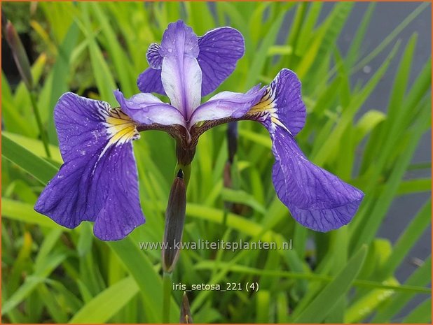 Iris setosa | Borstelige iris, Iris, Lis | Borstige Schwertlilie