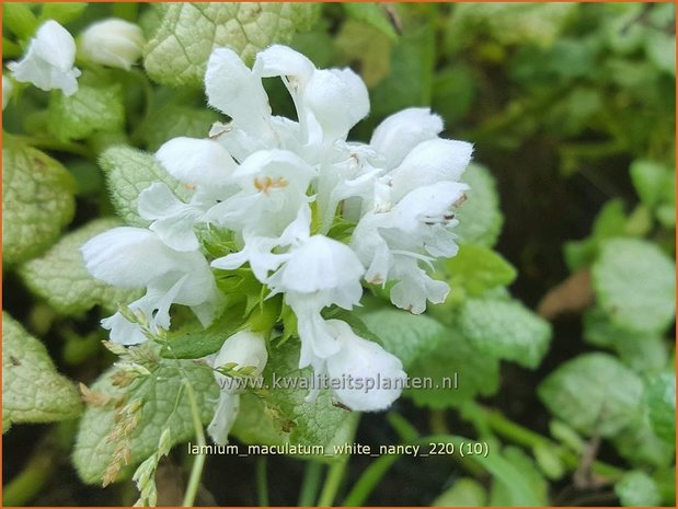 Lamium maculatum 'White Nancy' | Gevlekte dovenetel, Dovenetel | Gefleckte Taubnessel