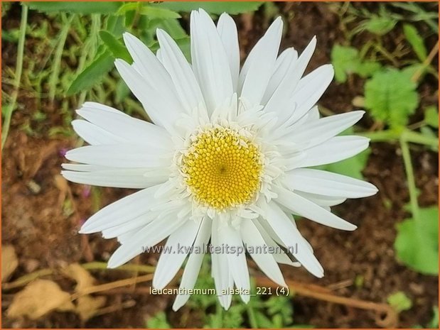 Leucanthemum 'Alaska' | Margriet | Grossblumige Margerite