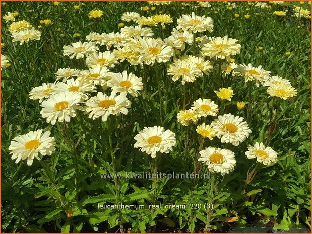 Leucanthemum &#39;Real Dream&#39; | Margriet | Grossblumige Margerite
