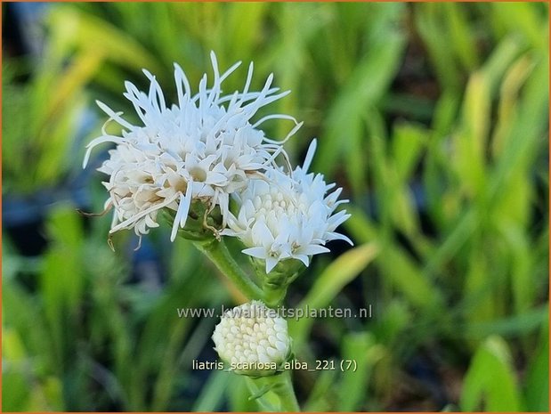 Liatris scariosa &#39;Alba&#39; | Prachtschaarde, Knopige slangenwortel | Ästige Prachtscharte