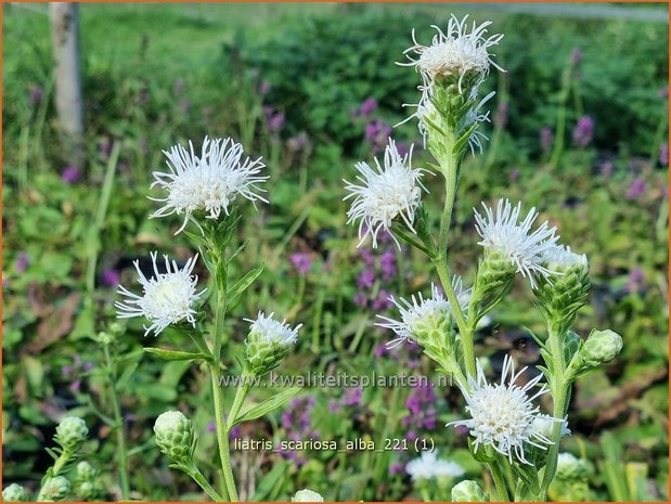 Liatris scariosa &#39;Alba&#39; | Prachtschaarde, Knopige slangenwortel | Ästige Prachtscharte