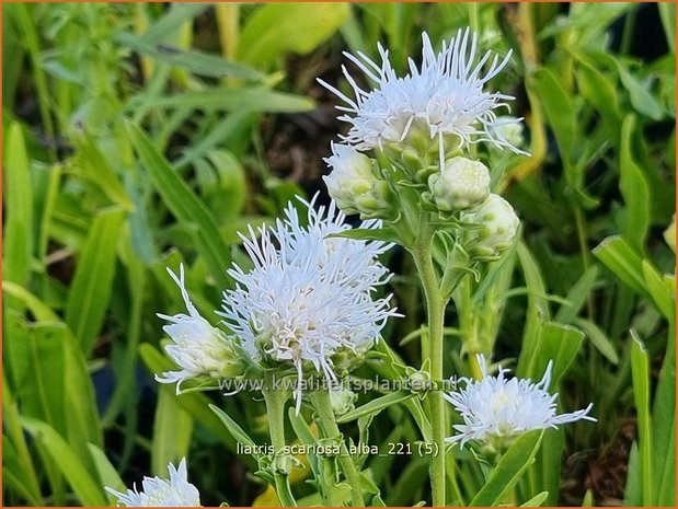 Liatris scariosa &#39;Alba&#39; | Prachtschaarde, Knopige slangenwortel | Ästige Prachtscharte