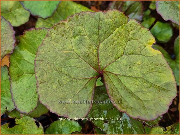 Ligularia dentata 'Moorblut' | Kruiskruid | Stern-Goldkolben