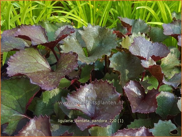 Ligularia dentata 'Pandora' | Kruiskruid | Stern-Goldkolben