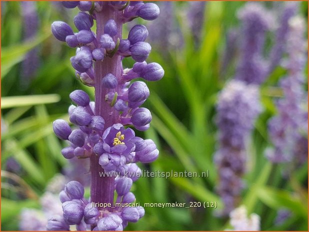 Liriope muscari 'Moneymaker' | Leliegras | Lilientraube