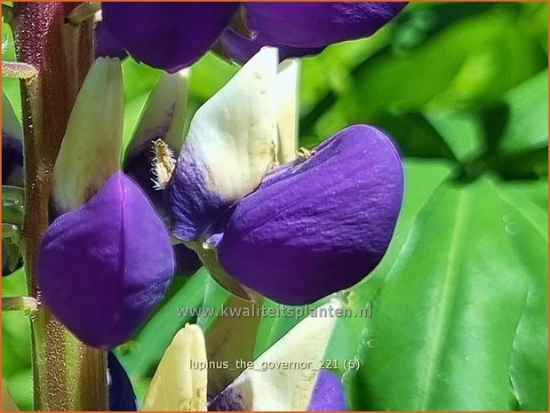 Lupinus &#39;The Governor&#39; | Lupine | Lupine