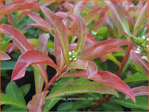 Lysimachia barystachys | Wederik | Nickende Felberich