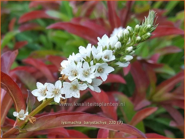 Lysimachia barystachys | Wederik | Nickende Felberich | Loosestrife