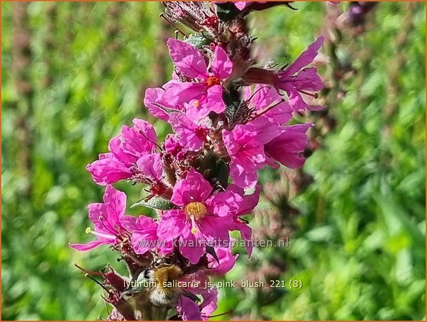 Lythrum salicaria &#39;JS Pink Blush&#39; | Grote kattenstaart, Kattenstaart | Blutweiderich