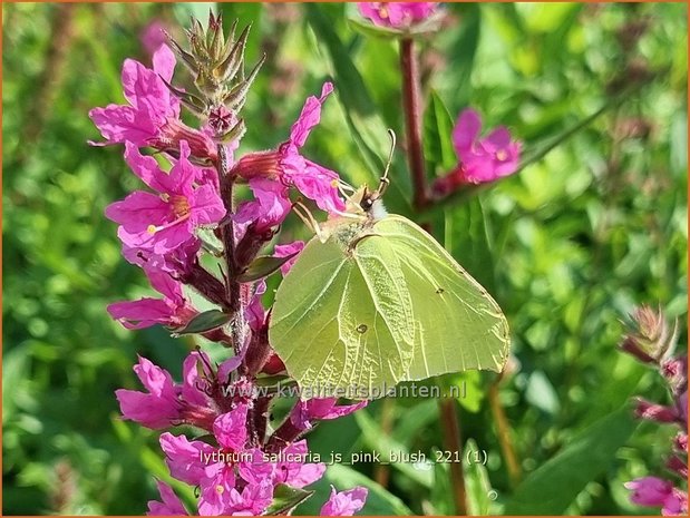 Lythrum salicaria &#39;JS Pink Blush&#39; | Grote kattenstaart, Kattenstaart | Blutweiderich