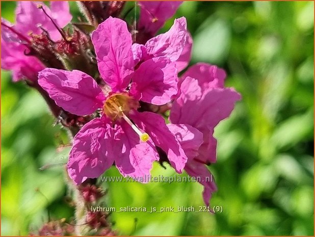 Lythrum salicaria &#39;JS Pink Blush&#39; | Grote kattenstaart, Kattenstaart | Blutweiderich