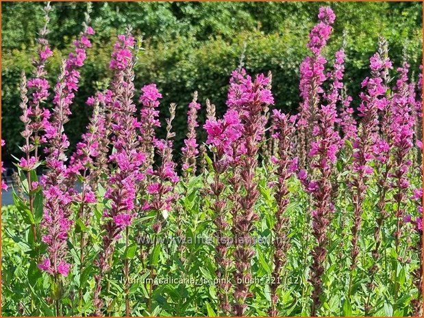 Lythrum salicaria &#39;JS Pink Blush&#39; | Grote kattenstaart, Kattenstaart | Blutweiderich