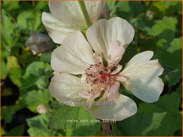 Malva &#39;Park Allee&#39; | Vaste stokroos, Stokroos | Ausdauernde Stockrose