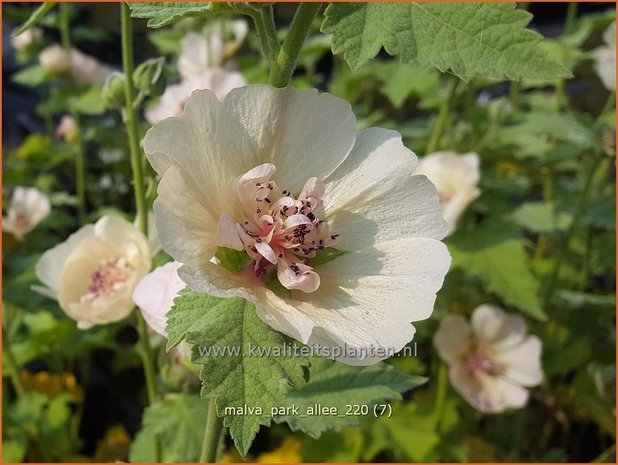 Malva &#39;Park Allee&#39; | Vaste stokroos, Stokroos | Ausdauernde Stockrose