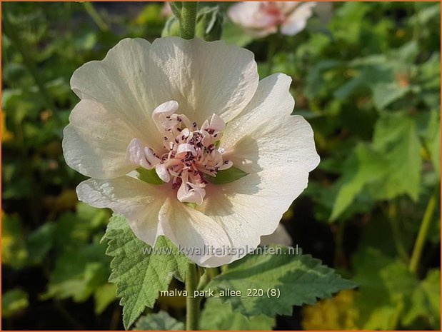 Malva &#39;Park Allee&#39; | Vaste stokroos, Stokroos | Ausdauernde Stockrose