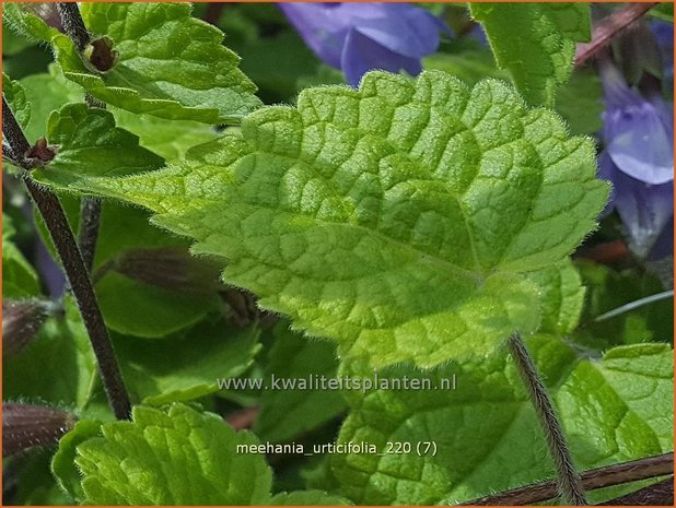 Meehania urticifolia | Schijndovenetel | Nesselblättrige Scheintaubnessel