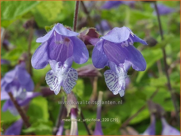 Meehania urticifolia | Schijndovenetel | Nesselblättrige Scheintaubnessel