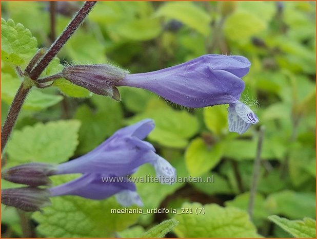 Meehania urticifolia | Schijndovenetel | Nesselblättrige Scheintaubnessel