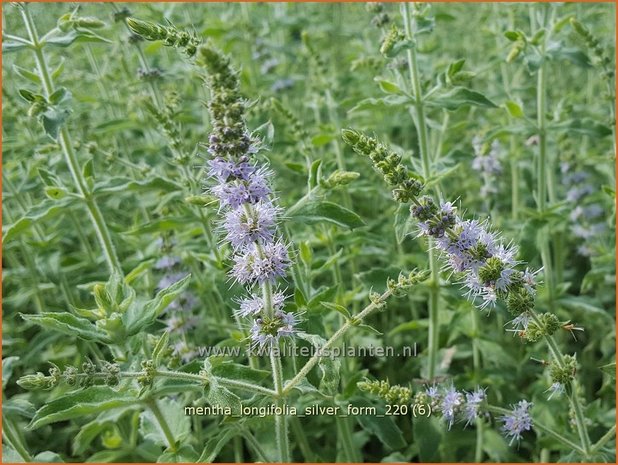 Mentha longifolia &#39;Silver Form&#39; | Hertsmunt, Bosmunt, Munt | Roß-Minze