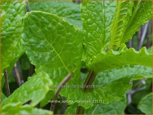 Mentha spicata 'Maroccan' | Aarmunt, Groene munt, Kruizemunt, Marokkaanse munt | &Auml;hrige Minze