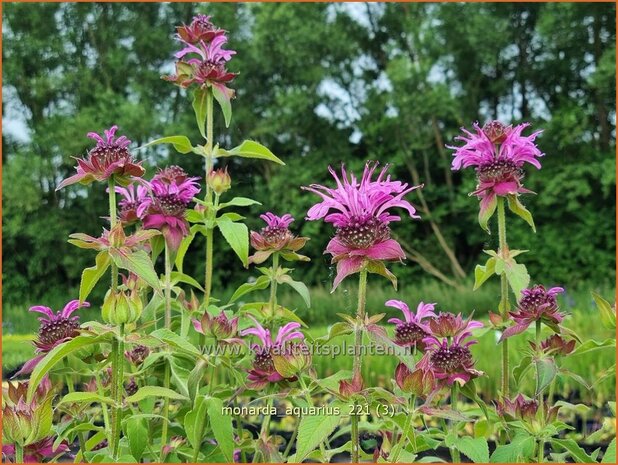 Monarda 'Aquarius' | Bergamotplant, Indianennetel | Indianernessel