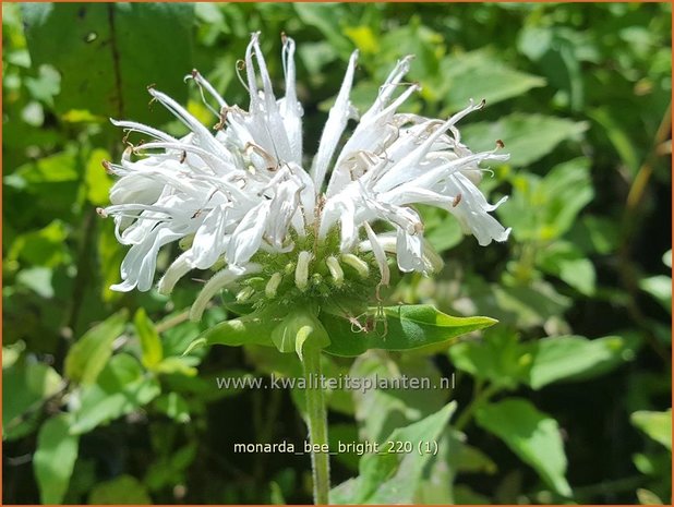 Monarda 'Bee-Bright' | Bergamotplant, Indianennetel | Indianernessel