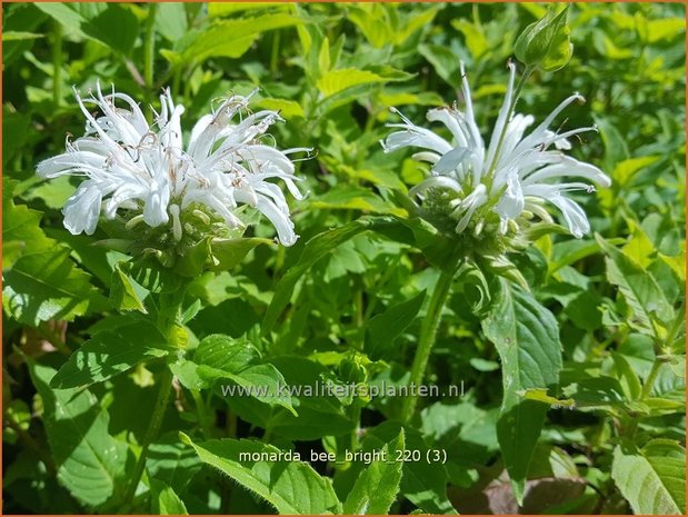 Monarda 'Bee-Bright' | Bergamotplant, Indianennetel | Indianernessel