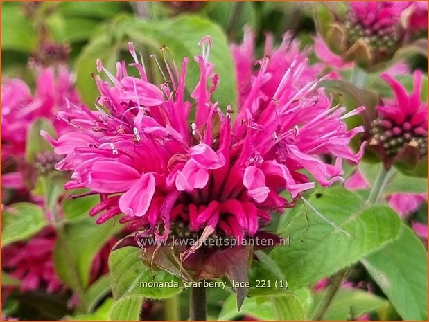 Monarda 'Cranberry Lace' | Bergamotplant, Indianennetel | Indianernessel